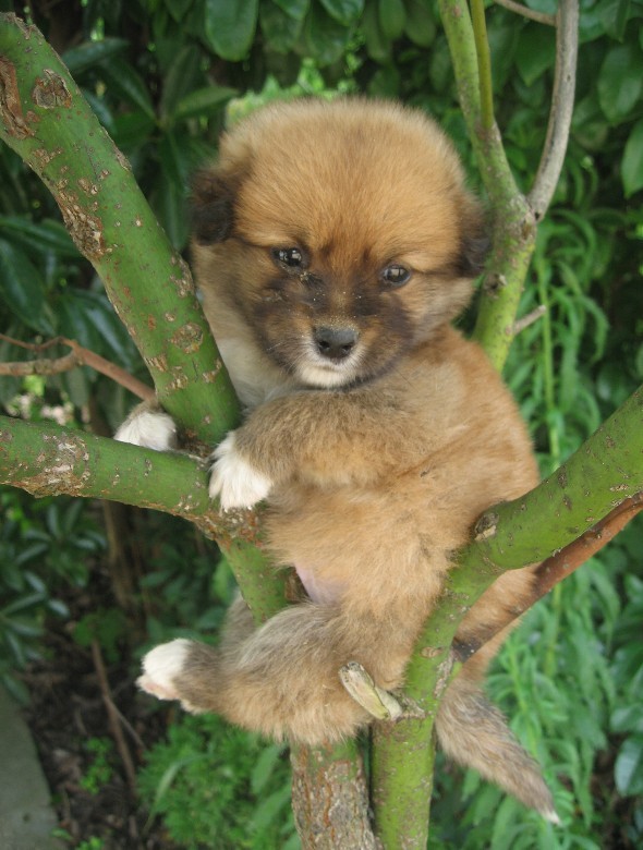 小狗2.jpg
