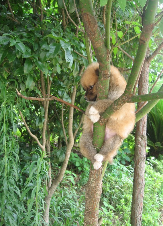 小狗5.jpg