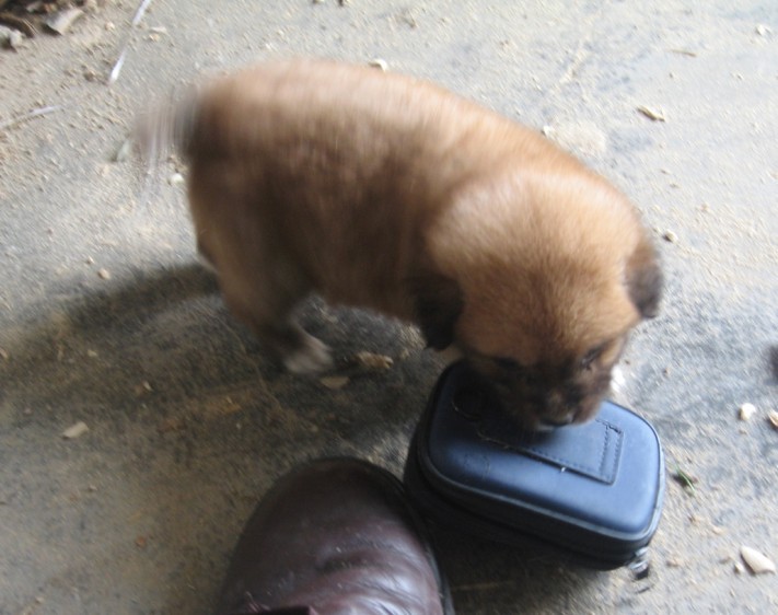 小狗6.jpg