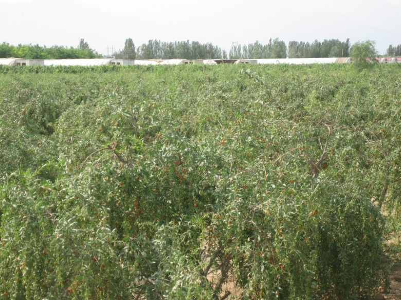 conew_img_1094_conew1.jpg