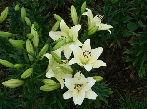 心田上的百合花.jpg