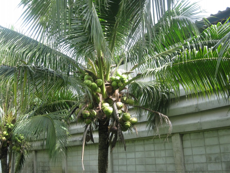 conew_img_2040.jpg